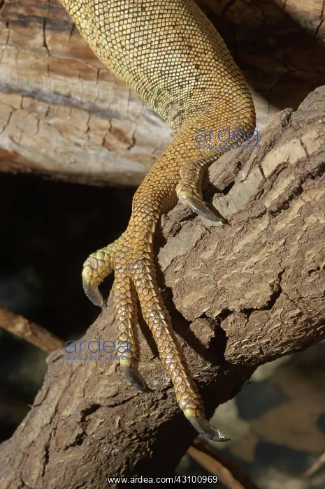 : Iguana Foot : Iguana Foot