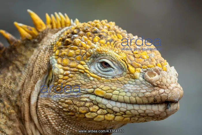 : Iguana Galapagos Island : Iguana Galapagos Island