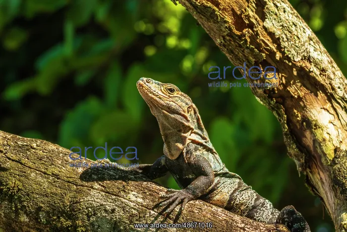 : Iguana Manuel Antonio National Park, Puntarenas Province : Iguana Manuel Antonio National Park, Puntarenas Province