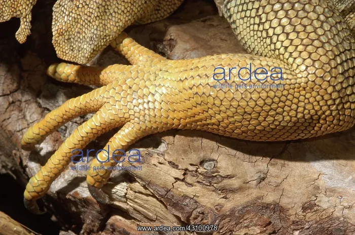 : Iguana Scales : Iguana Scales
