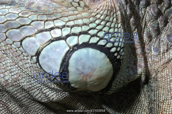 : Iguana Subtympanic Shield Scale : Iguana Subtympanic Shield Scale
