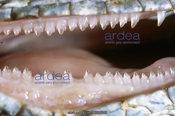: Iguana Teeth : Iguana Teeth