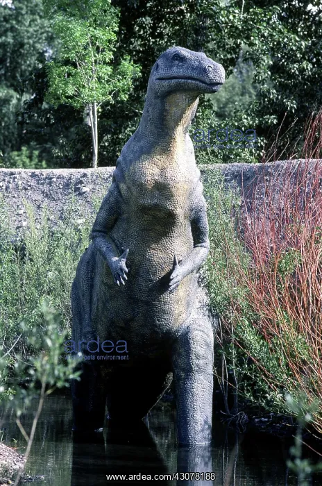 : Iguanodon. Reconstruction of an Iguanodon, from Mesozoic : Iguanodon. Reconstruction of an Iguanodon, from Mesozoic