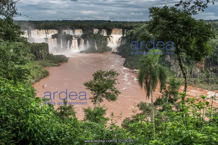 : Iguaz&, x2837874;erfalls of the river Iguaz&, x2b208af;rder : Iguaz&, x2837874;erfalls of the river Iguaz&, x2b208af;rder