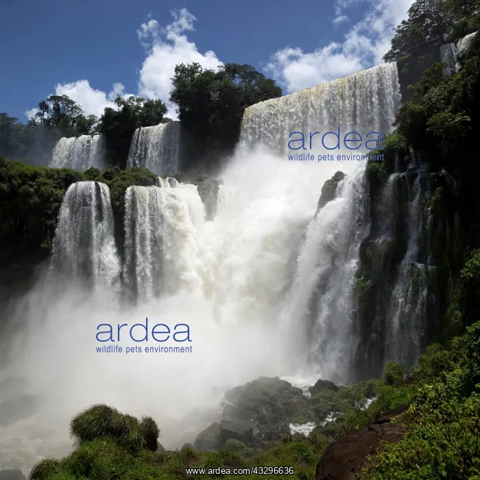 : Iguazu Falls on the Argentinian Brazilian border : Iguazu Falls on the Argentinian Brazilian border