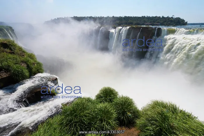 : Iguazu Falls from Argentinian side, Brazil, Argentina : Iguazu Falls from Argentinian side, Brazil, Argentina