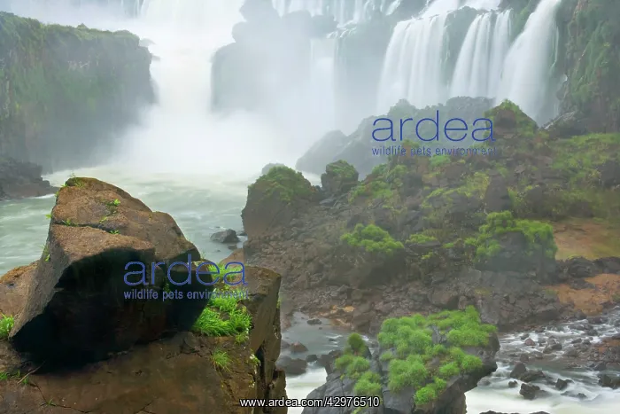 : Iguazu Falls / Iguacu Falls - water masses of Iguazu : Iguazu Falls / Iguacu Falls - water masses of Iguazu