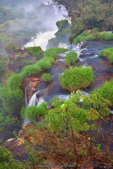 : Iguazu Falls / Iguacu Falls - water masses of Iguazu : Iguazu Falls / Iguacu Falls - water masses of Iguazu