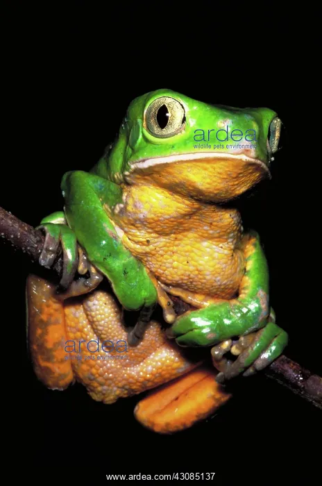 : Ihering's monkey frog : Ihering's monkey frog