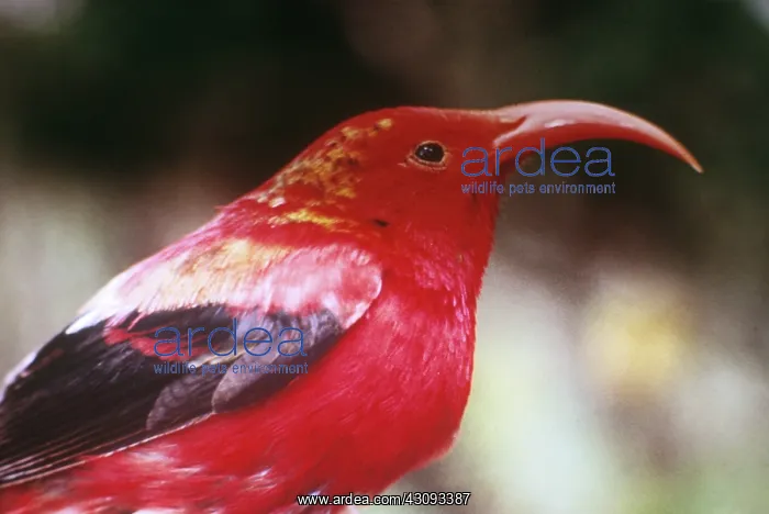 : Iiwi (Vestiaria coccinea) : Iiwi (Vestiaria coccinea)