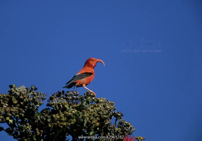  : Iiwi (Vestiaria coccinea). Big Island - Hawaii