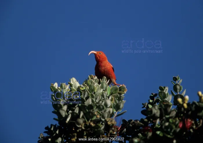  : Iiwi (Vestiaria coccinea). Big Island - Hawaii