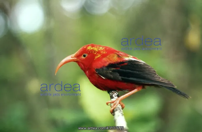 : Iiwi (Vestiaria coccinea), Kauai, Hawaii : Iiwi (Vestiaria coccinea), Kauai, Hawaii