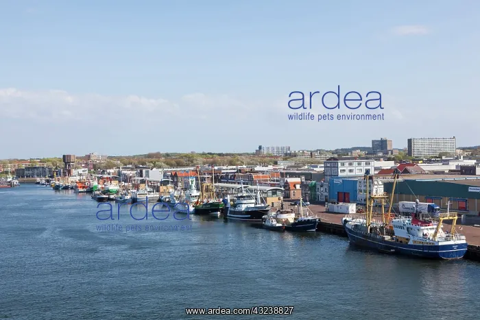 : Ijmuiden, the harbor of Amsterdam in North : Ijmuiden, the harbor of Amsterdam in North