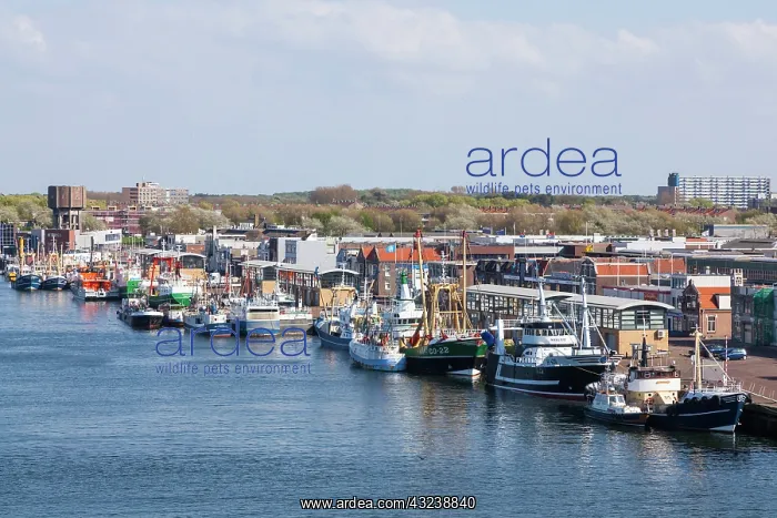  : Ijmuiden, the harbor of Amsterdam in North
