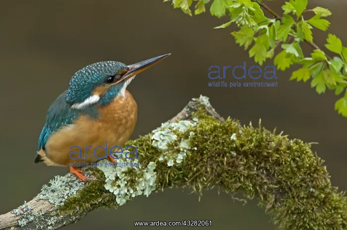 : ijsvogel : ijsvogel