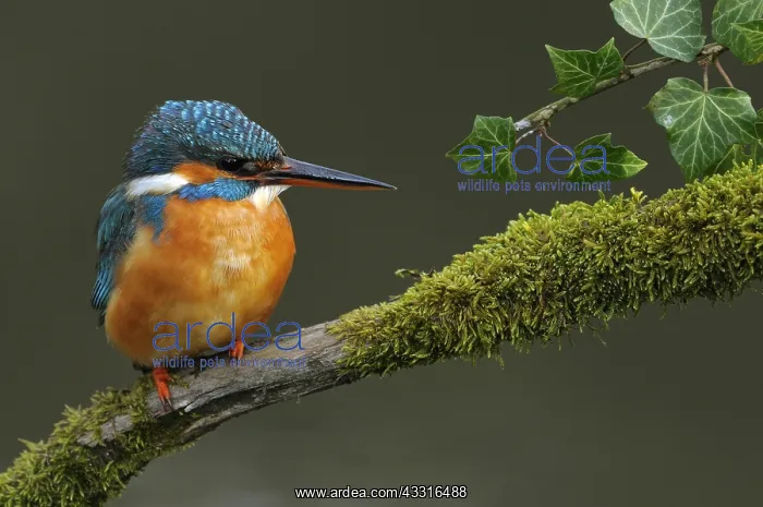 : ijsvogel : ijsvogel