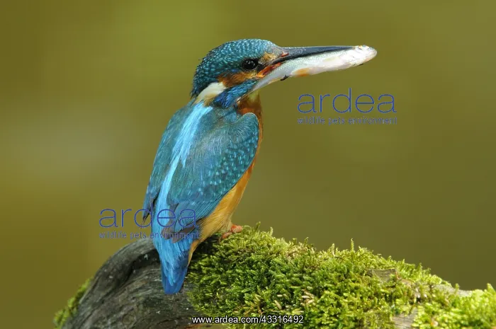 : ijsvogel : ijsvogel