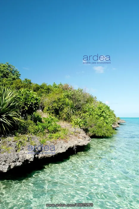 : Ile aux Aigrettes island : Ile aux Aigrettes island