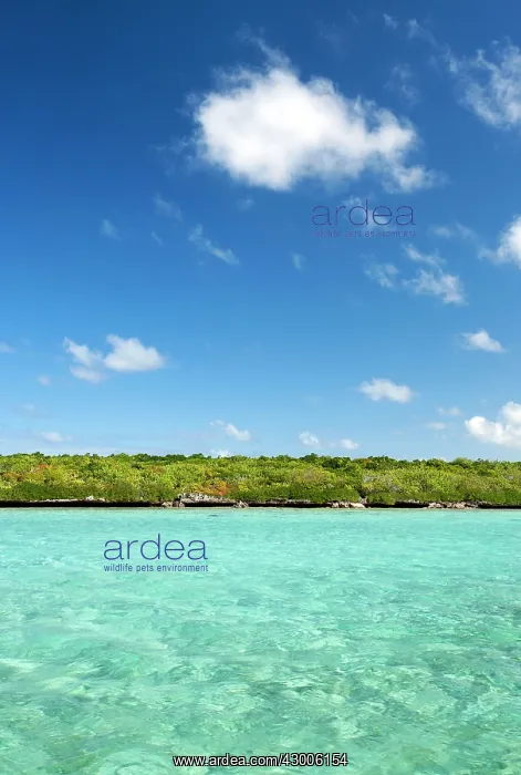 : Ile aux Aigrettes island : Ile aux Aigrettes island