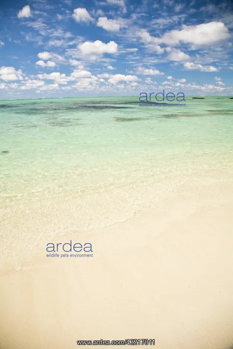 : Ile Aux Cerf, most popular day trip for : Ile Aux Cerf, most popular day trip for