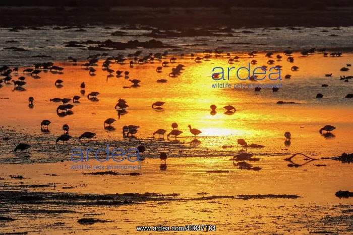 : ILE TASCON, Brant at sunset : ILE TASCON, Brant at sunset