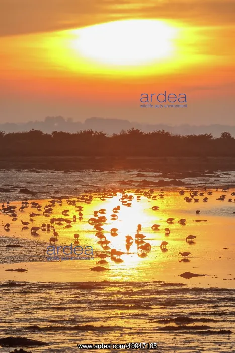 : ILE TASCON, Brant at sunset : ILE TASCON, Brant at sunset
