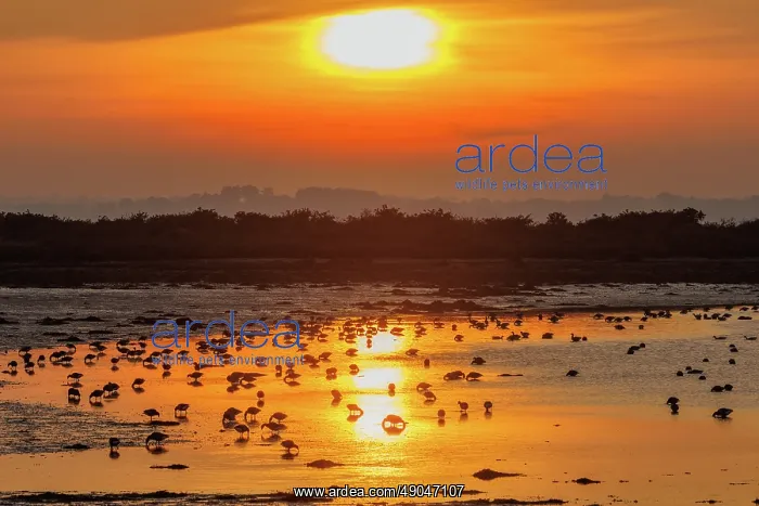 : ILE TASCON, Brant at sunset : ILE TASCON, Brant at sunset