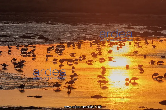 : ILE TASCON, Brant at sunset : ILE TASCON, Brant at sunset
