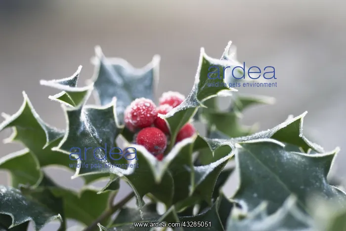 : Ilex aquifolium Holly Red subject Holly Ilex : Ilex aquifolium Holly Red subject Holly Ilex