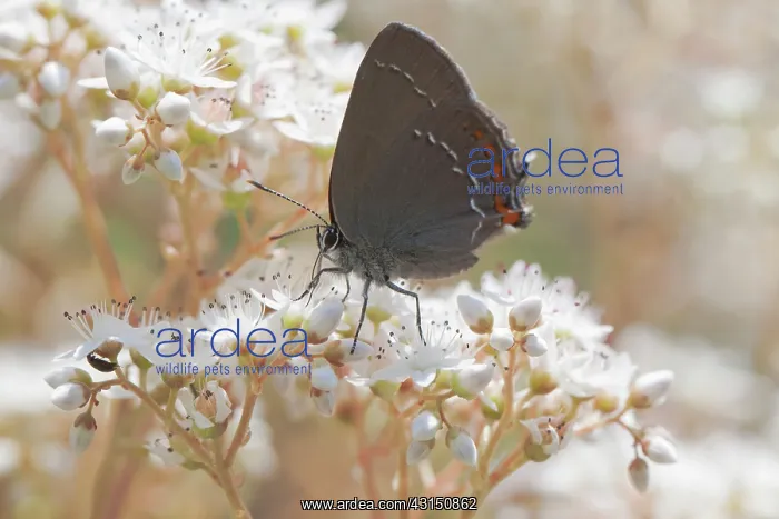 : Ilex Hairstreak : Ilex Hairstreak
