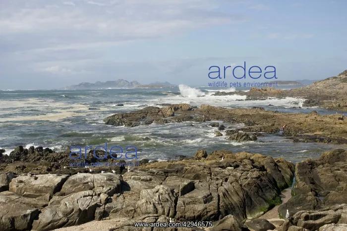 : Illas Cies viewed from coast at Baiona Galicia : Illas Cies viewed from coast at Baiona Galicia