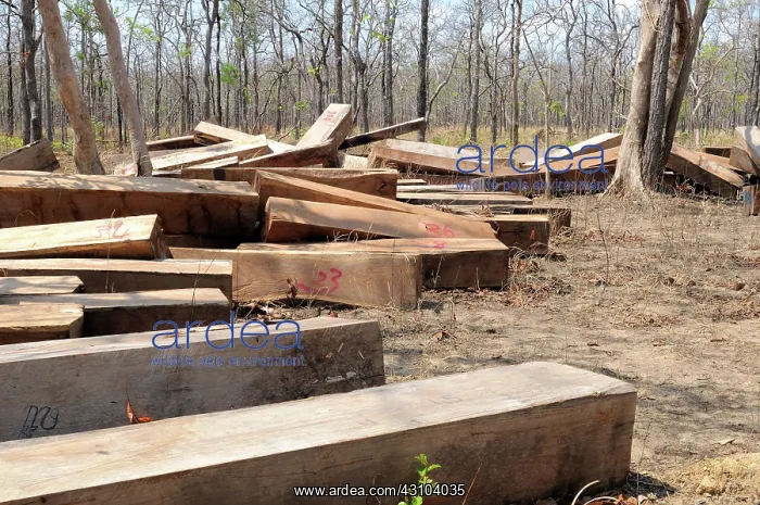: Illegal Hardwood Logging : Illegal Hardwood Logging