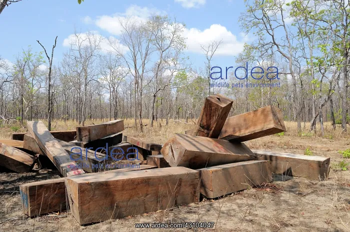 : Illegal Hardwood Logging : Illegal Hardwood Logging