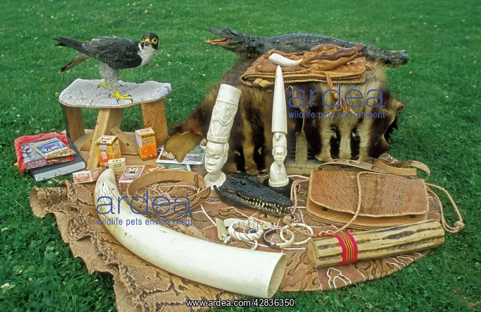 : Illegal Wildlife Products : Illegal Wildlife Products
