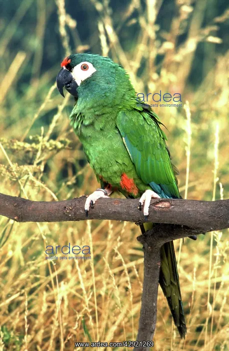  : Illigers Macaw