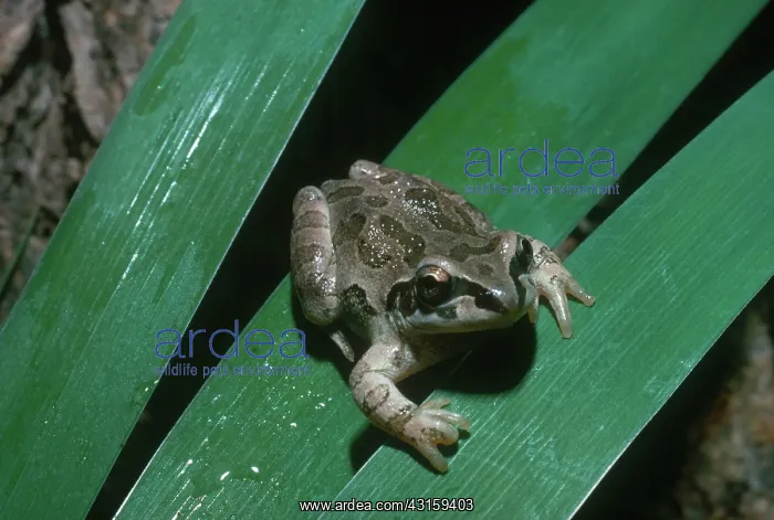 : Illinois Chorus Frog : Illinois Chorus Frog