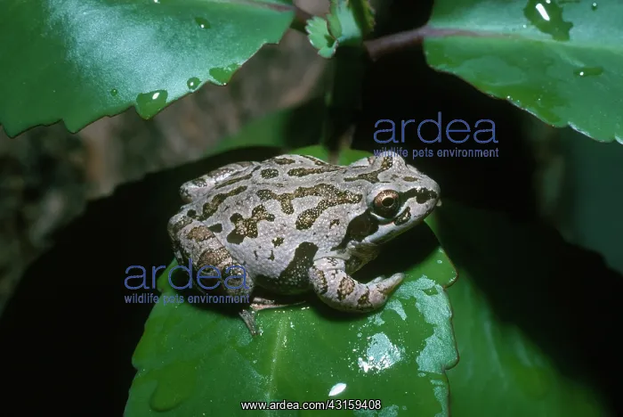 : Illinois Chorus Frog : Illinois Chorus Frog