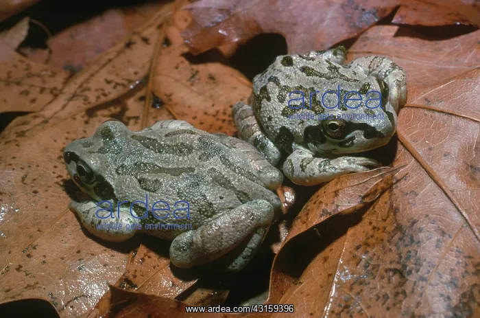 : Illinois Chorus Frogs : Illinois Chorus Frogs