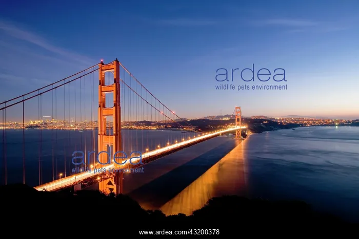 : Illuminated Golden Gate Bridge at night, San Francisco : Illuminated Golden Gate Bridge at night, San Francisco