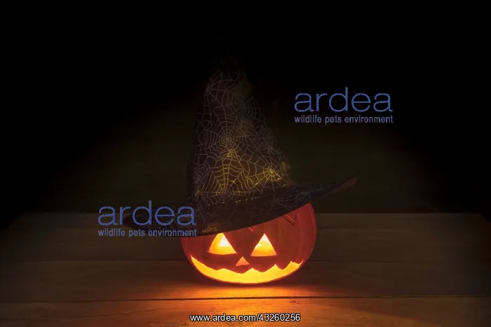 : Illuminated Halloween pumpkin : Illuminated Halloween pumpkin