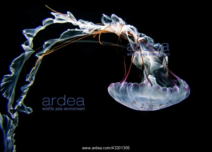 : Illuminated purple-striped jellyfish (Chrysaora : Illuminated purple-striped jellyfish (Chrysaora