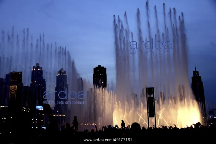 : Illuminated water fountains at night : Illuminated water fountains at night