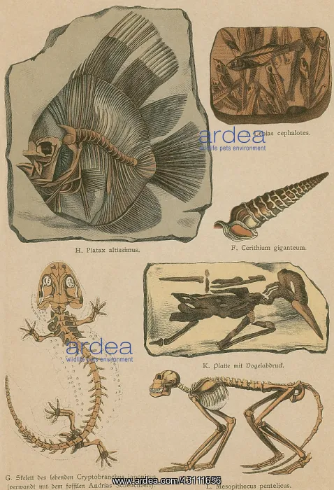 : Illustrated Geology and Paleontology : Illustrated Geology and Paleontology