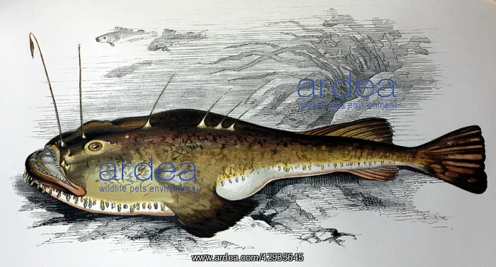 : Illustration: Anglerfish / Sea Monkfish - from Couch 1877 : Illustration: Anglerfish / Sea Monkfish - from Couch 1877