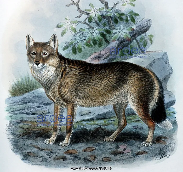 : Illustration: Antarctic / Falklands wolf- from : Illustration: Antarctic / Falklands wolf- from