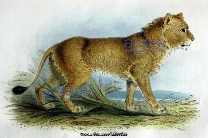 : Illustration: Asian lion from Transactions Zoological