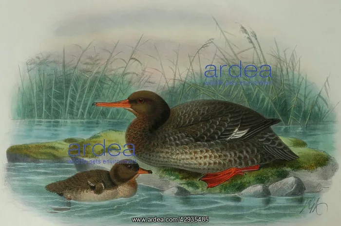 : Illustration: Auckland Island Merganser, New Zealand : Illustration: Auckland Island Merganser, New Zealand