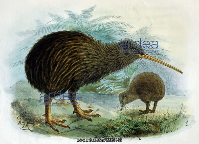 : Illustration: Brown Kiwi- from BullerIs A history : Illustration: Brown Kiwi- from BullerIs A history