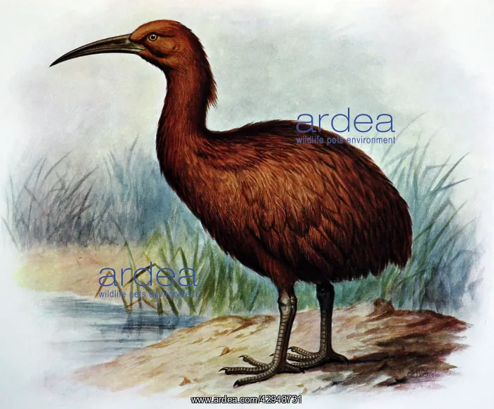 : Illustration: Brown Swamphen- from Rothschild 1907 : Illustration: Brown Swamphen- from Rothschild 1907